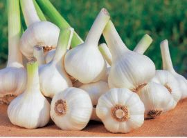 Những công dụng kỳ diệu của tỏi với sức khỏe