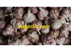 Tỏi Hải Dương 