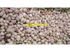 Hành bắc bóc vỏ